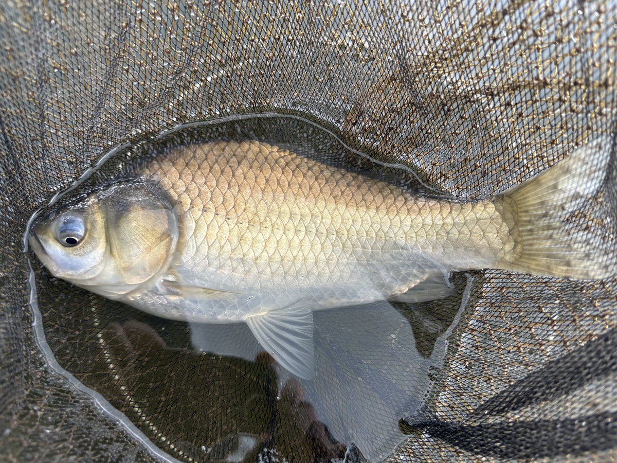 schiss_jp's tweet photo. 第7回は春以来の茨戸川。
雨まじりの蒸し暑い中、魚の食い気も今ひとつ。優勝は花畔大橋上流のそば平対岸。13.5尺底ちょい切りの両グルダンゴで9.67kg、2位、3位も花畔大橋付近、大型37cmという結果でした。

https://t.co/2FcWKMh2T3
#札幌中央へら鮒釣研究会 https://t.co/FXqHW222VF