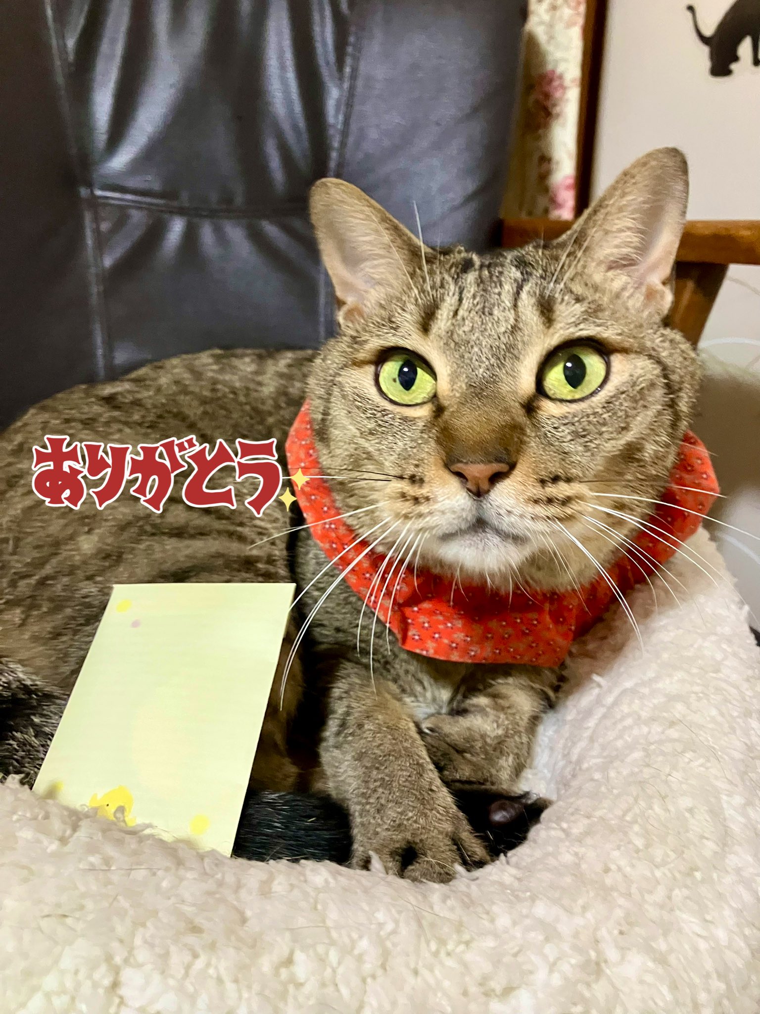 ねこ様 61aXGfrlqAL._UF350,350_QL50_.jpg