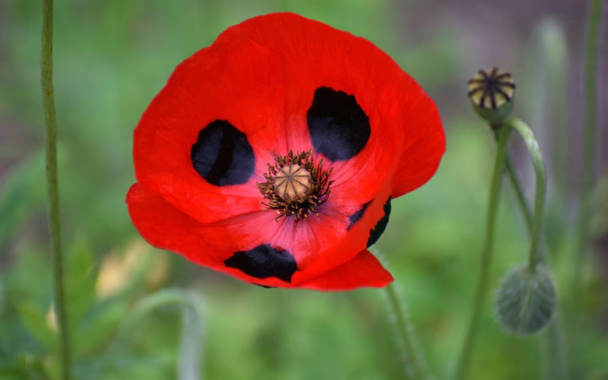 From spring to autumn, choose red flowers to add depth to hot-coloured borders - not much holds a candle to red for sheer vibrancy. 

buff.ly/BsmBeaN