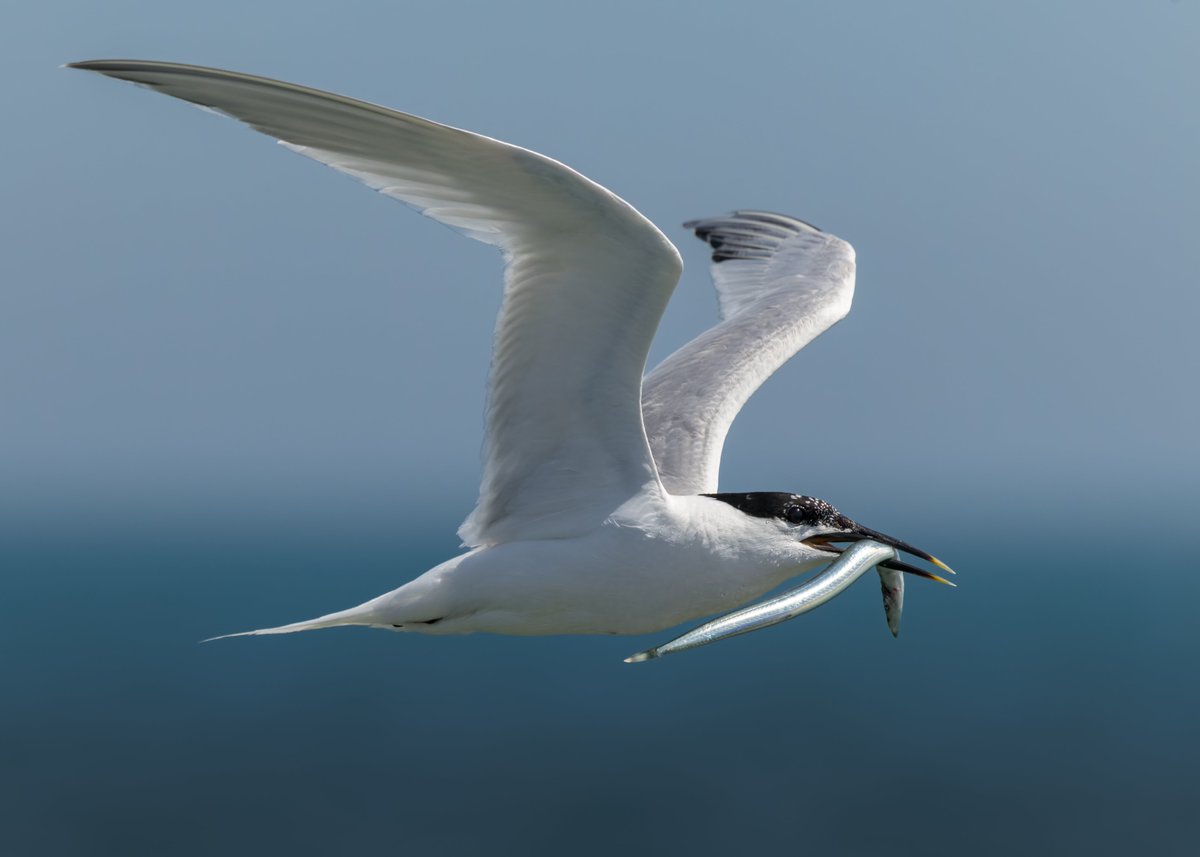 midswildlife's tweet image. Some images of Sandwich Terns from a recent visit to Cemlyn Bay, Anglesey. There was a constant movement of Sandwich, Arctic and Common Terns flying out to sea to catch Sand Eels.
#birdphotography #birdwatching #Anglesey