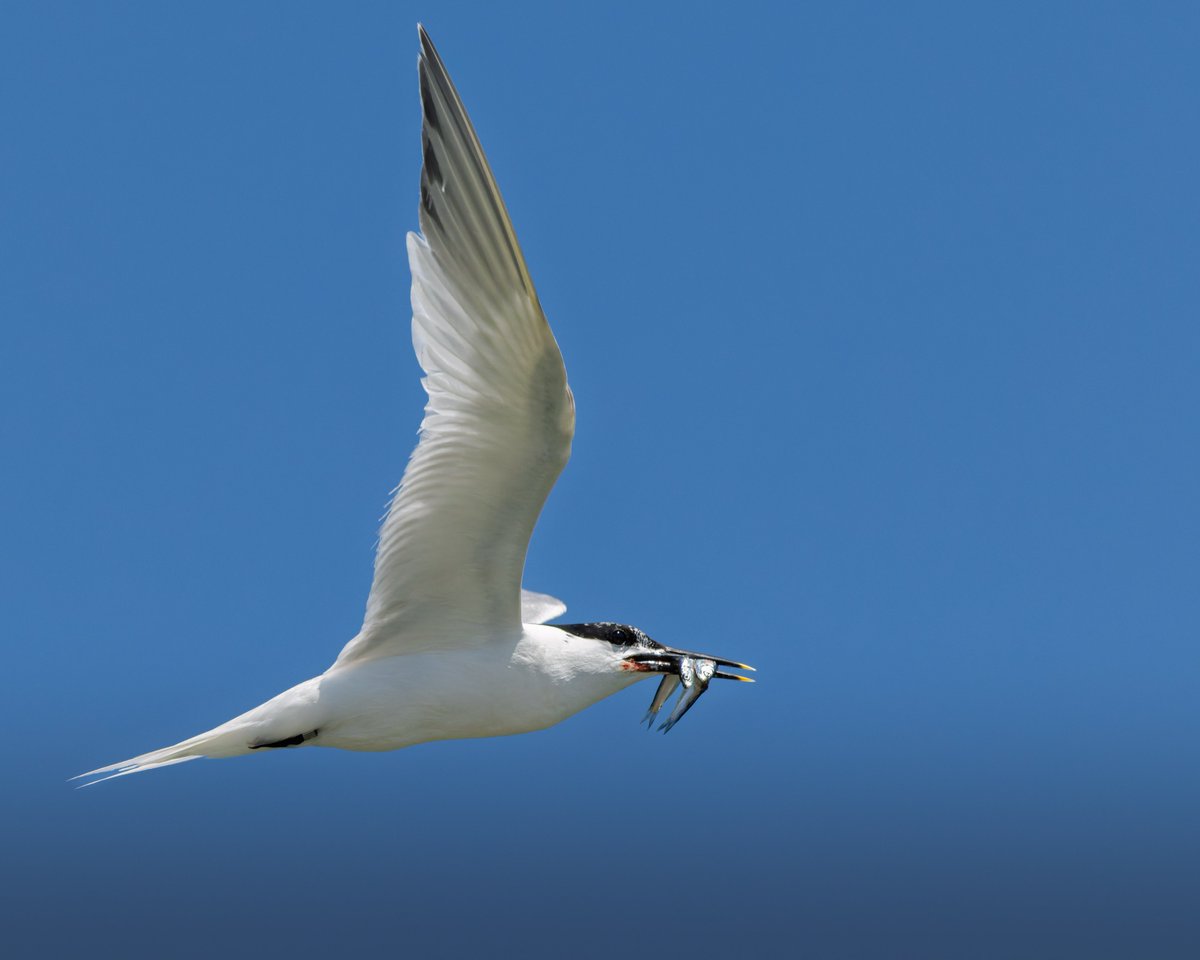 midswildlife's tweet image. Some images of Sandwich Terns from a recent visit to Cemlyn Bay, Anglesey. There was a constant movement of Sandwich, Arctic and Common Terns flying out to sea to catch Sand Eels.
#birdphotography #birdwatching #Anglesey