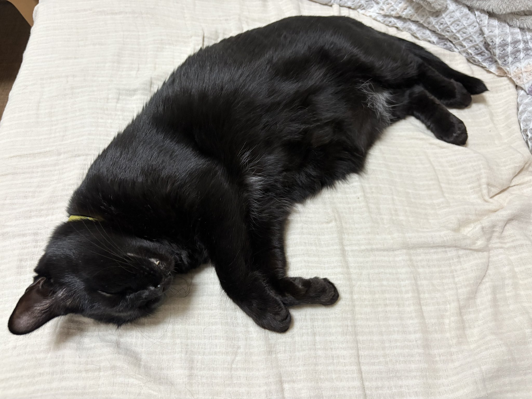 黒猫ページ 黒猫 on X: 