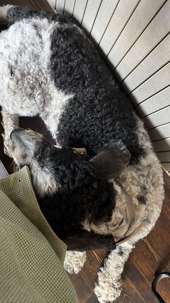 MissingPetsGB's tweet image. 🐕 #lostdog #Scotland #EH6 beautiful ZIGGY has gone missing in #Edinburgh. She ran from #Leith &amp;amp; was heading towards the seafront on 19 July 2025. She had a yellow NERVOUS lead attached.
Ziggy is a spanish water dog, very young &amp;amp; is chipped.
Please call asap if seen. Do not chase