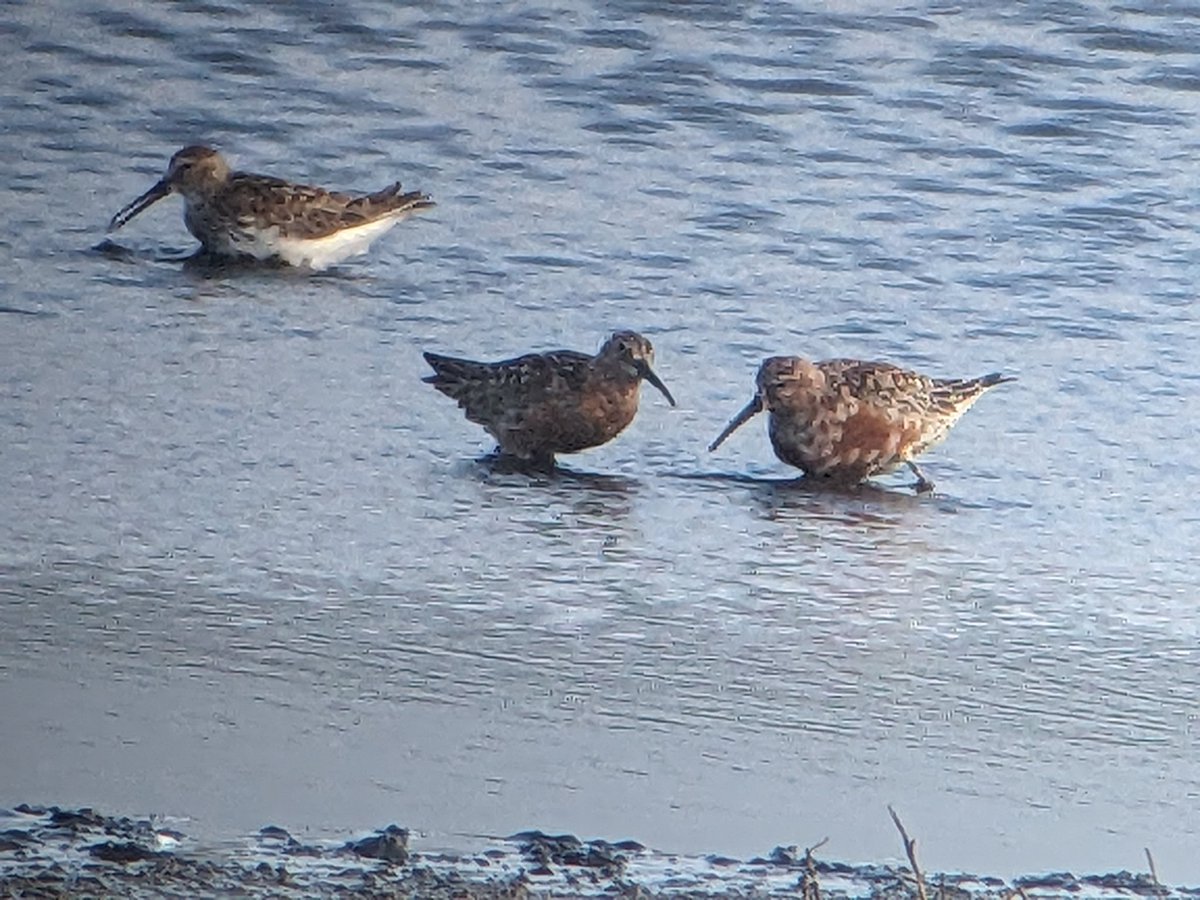 Leon Rice tweet media