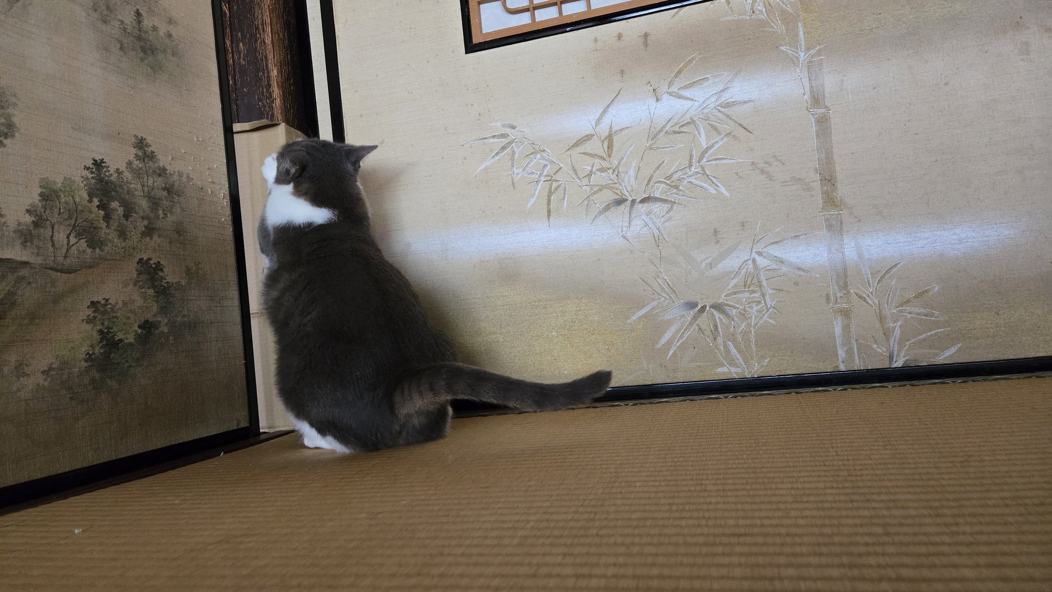 猫羽（ねこう） on X: 