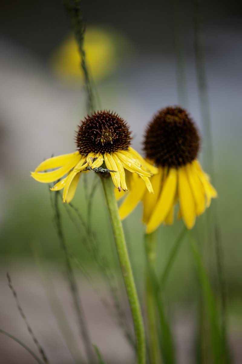 garden_aspire's tweet image. After recent showers, the petals of Rudbeckia begin to lift - reaching once more for the light as midsummer sun breaks through the cloud. A hardy perennial, loved for its resilience and vibrant late-season colour.
#SundayYellow #Rudbeckia #FlowersOnX #SundayMorning