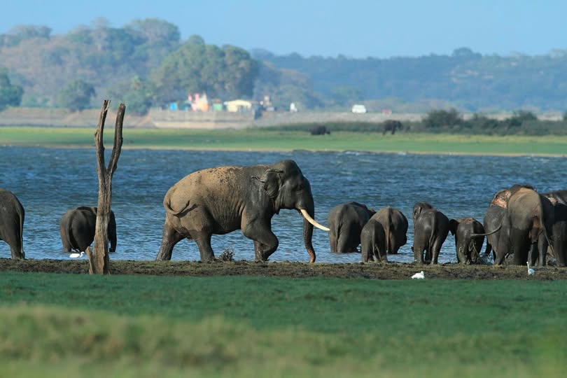 stae_elephants's tweet image. Tragically, Sri Lanka’s iconic tuskers are disappearing rapidly due to human-elephant conflict. Urgent action is needed to save these beautiful sentient beings.
zurl.co/XbEdM
