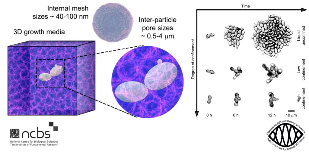 Tapomoy Bhattacharjee (@tapomoy89) on Twitter photo Does viscoelastic confinement physically alter cell proliferation?
Sree <a href="/padmanabh97/">Sreepadmanabh M</a> & <a href="/Mridul_Gautam01/">Mridul Gautam</a>, along with <a href="/bagade_nikita18/">Nikita Bagade</a> & Sunil Laxman, discovered a 3D confinement-driven cell cycle regulation in budding yeast. (1/9)
<a href="/NCBS_Bangalore/">National Centre for Biological Sciences</a> <a href="/ESoftbio/">ESoftBio Lab ( Tapa Lab @NCBS )</a>
tinyurl.com/esoftbio20252 Does viscoelastic confinement physically alter cell proliferation?
Sree <a href="/padmanabh97/">Sreepadmanabh M</a> & <a href="/Mridul_Gautam01/">Mridul Gautam</a>, along with <a href="/bagade_nikita18/">Nikita Bagade</a> & Sunil Laxman, discovered a 3D confinement-driven cell cycle regulation in budding yeast. (1/9)
<a href="/NCBS_Bangalore/">National Centre for Biological Sciences</a> <a href="/ESoftbio/">ESoftBio Lab ( Tapa Lab @NCBS )</a>
tinyurl.com/esoftbio20252
