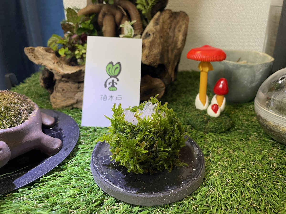 苔×水晶の素敵な作品を購入させて頂きました〜
カッコカワイイ…

現地で一目惚れしてすぐ買って立ち去っちゃったけど、他の作品も素敵だったし買えばよかった…