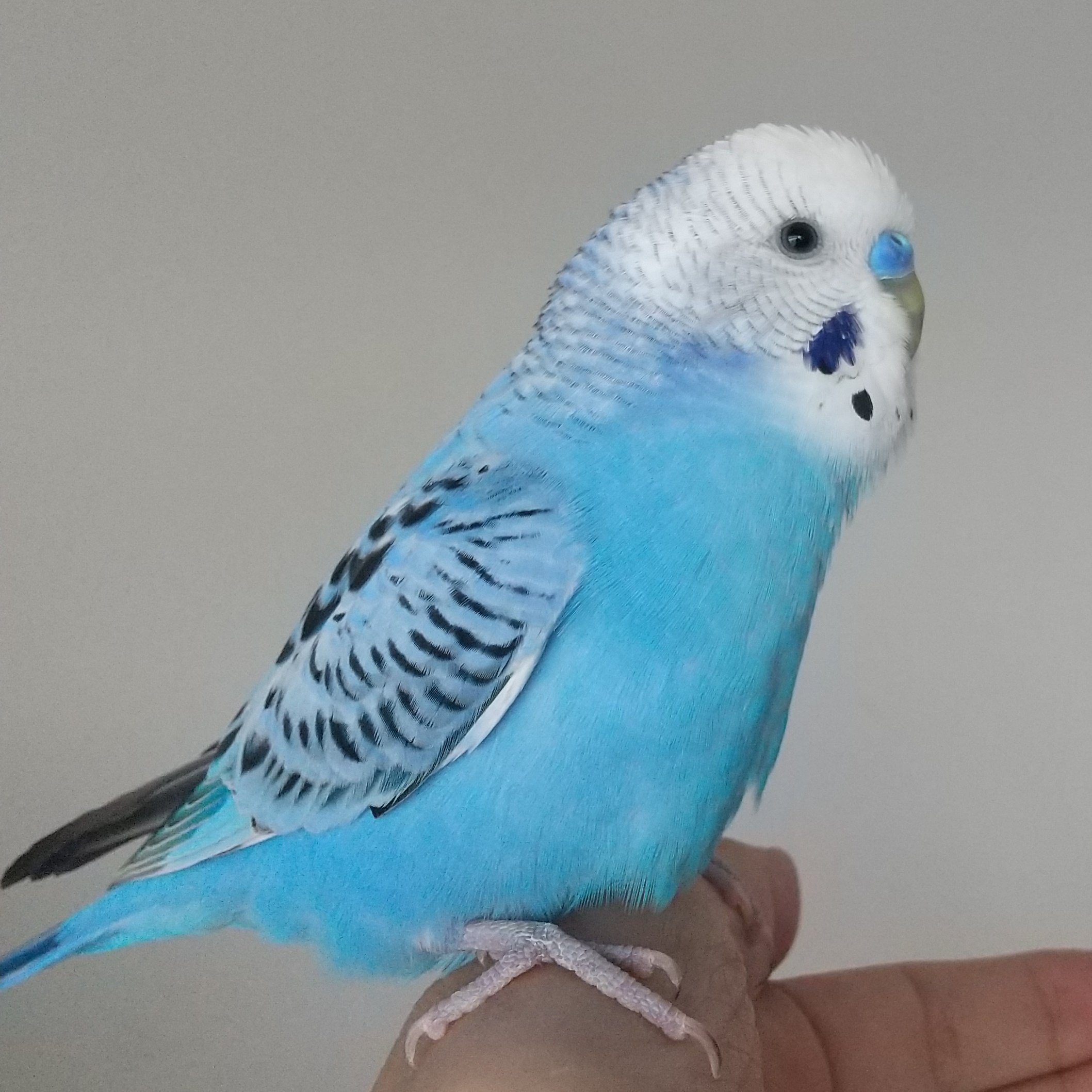 マダムインコ さっちん on X: 