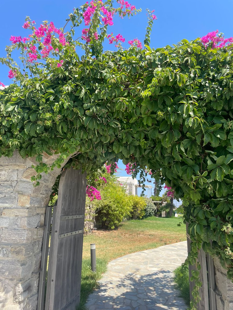 75002Parisienne's tweet image. Postcard from Greece 🇬🇷…

#CycladicIslamdz
#Paros