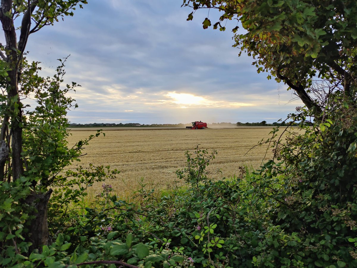 Het graan is eraf. Chevignon top met ruim 13 ton, Calgary variërend van 10,5t tot 12+t. 
Gemiddeld net geen 12 ton, HL 77~80 en vocht 12,9-15,1%.
Eén keer hydraulisch probleem, vier uur stilgestaan en ritje Oude Tonge maar toen deed 'ie het weer.