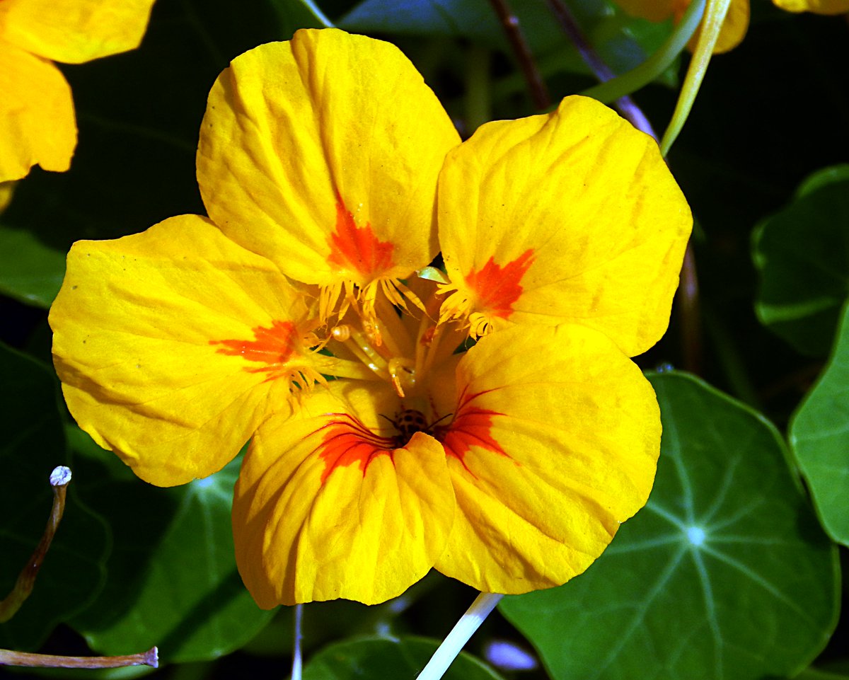 #SundayYellow
Happy Sunday my bright, beautiful friends
Nasturtium (Tropaeolum majus)
aka Indian Cress; Monk's Cress
