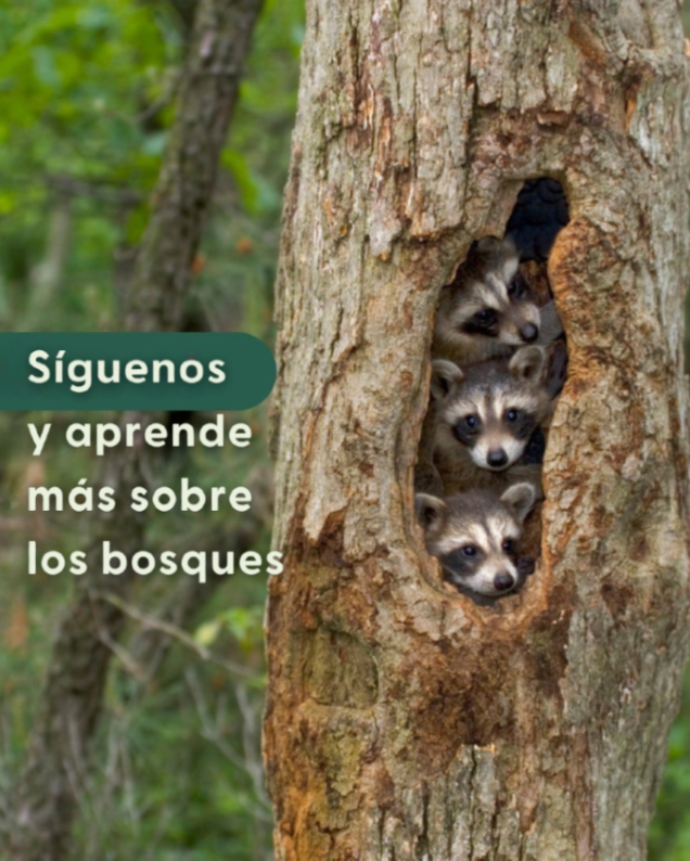 Feliz #DíaDeLaAmistad! Al igual que un bosque bien administrado, las relaciones saludables florecen con beneficios mutuos, cuidado y respeto.

Echa un vistazo a una de las muchas relaciones florecientes en el bosque y síguenos para aprender más🍄