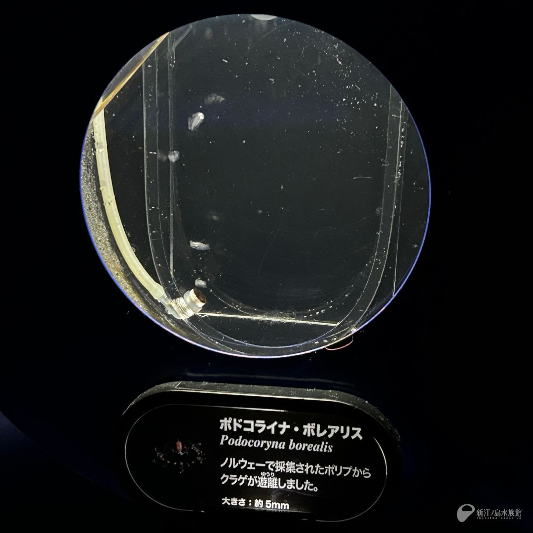enosui_com's tweet image. ノルウェーで採集したポリプから育った、日本の海にはいないクラゲ、ポドコライナ・ボレアリス ଳ
昨年2024年7月に開催した「“えのすい”のくらげ展」の中で世界初展示をした際、このクラゲを見るお客さまで水槽前に行列ができました。
今回、1年ぶりに“クラゲサイエンス”でご紹介しています🔍
#クラゲ