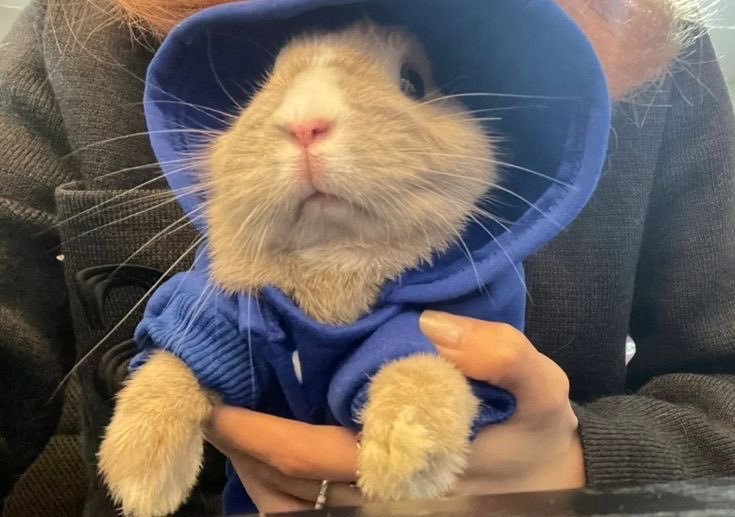 sionisrabbit's tweet image. 