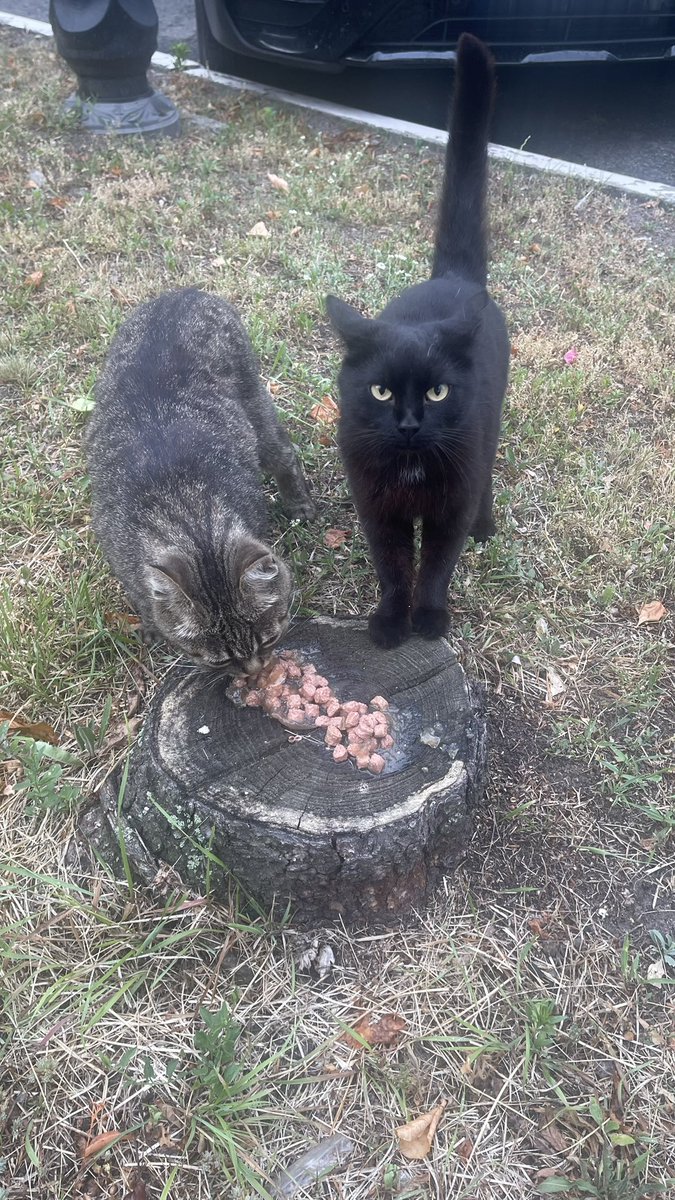 irena_druzenko's tweet image. З собою в лікарню я взяла корм для котусь і годую тепер їх кожного дня. Дуже хороші котусі. Живуть тут на території національного інститут раку.
