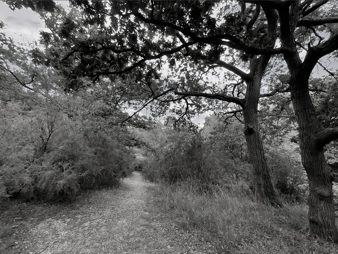 HooklandGuide's tweet image. The woods whisper to us to walk them. The woods whisper to us of other things: paths that never come out at the same place twice; forever lost children; moss maidens that desire to drink more than dew. To refuse to listen is folly. – #CLNolan. 1934 #Woods