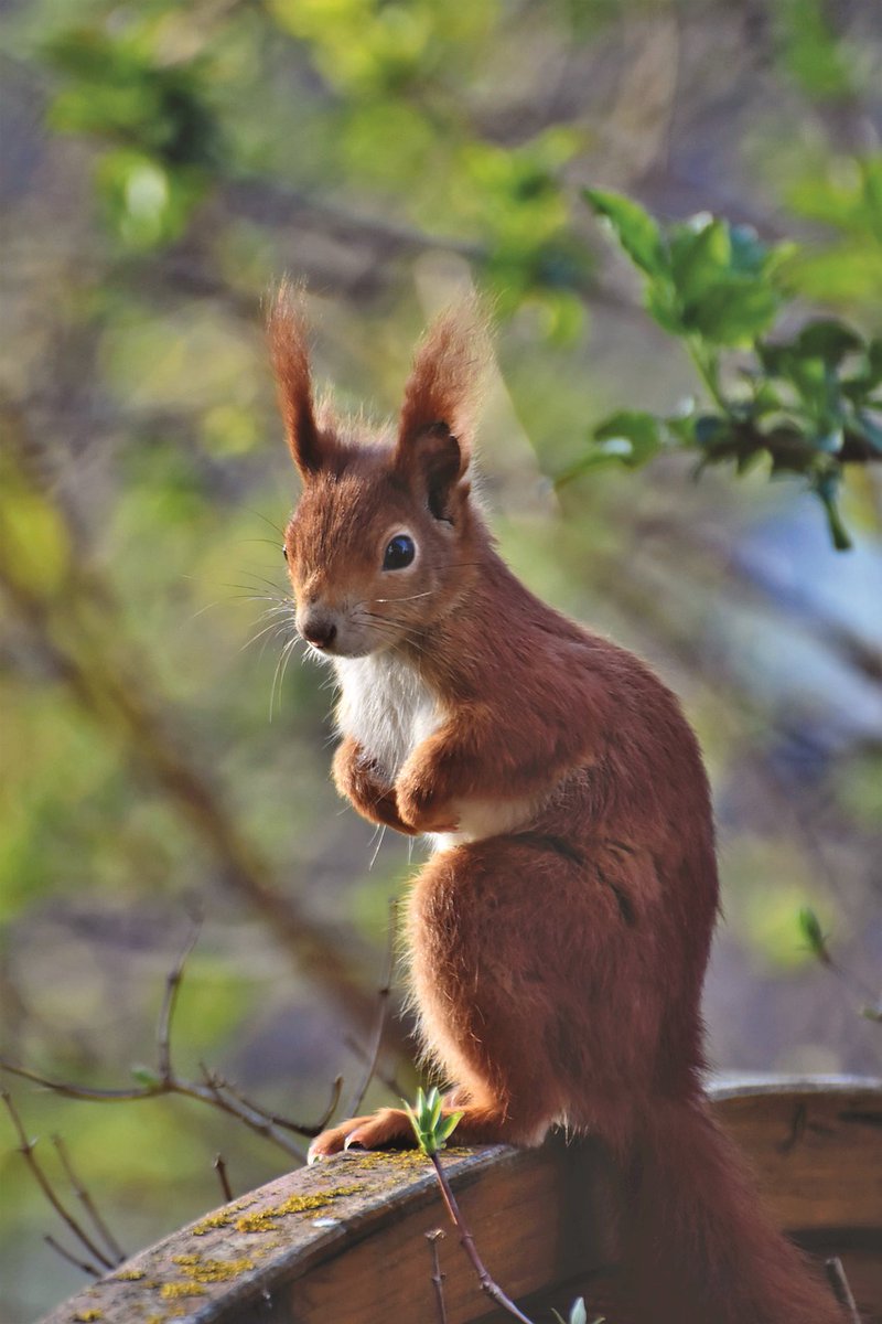 ParnanenSari's tweet image. #FolkloreSunday
What a happy existence he spent
in his gently swaying cradle castle
There a little squirrel reclined
in the mothering fir-tree's bosom,
the song of the forest rang clear around.
Song about the Squirrel
Aleksis Kivi
Translated by Andrew Bentley