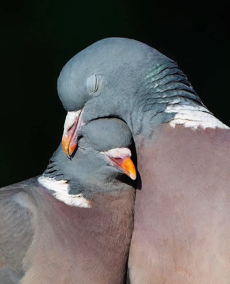 THESE INCREDIBLE FEATHERED SOULS ARE NOT ONLY DEVOTED PARTNERS, THEY ARE HIGHLY INTELLIGENT &amp; COMPLEX BEINGS...so many do not know that pigeons, have tiny magnetic crystals in their beaks that work like biological compasses...so they can sense Earth’s magnetic field and can use