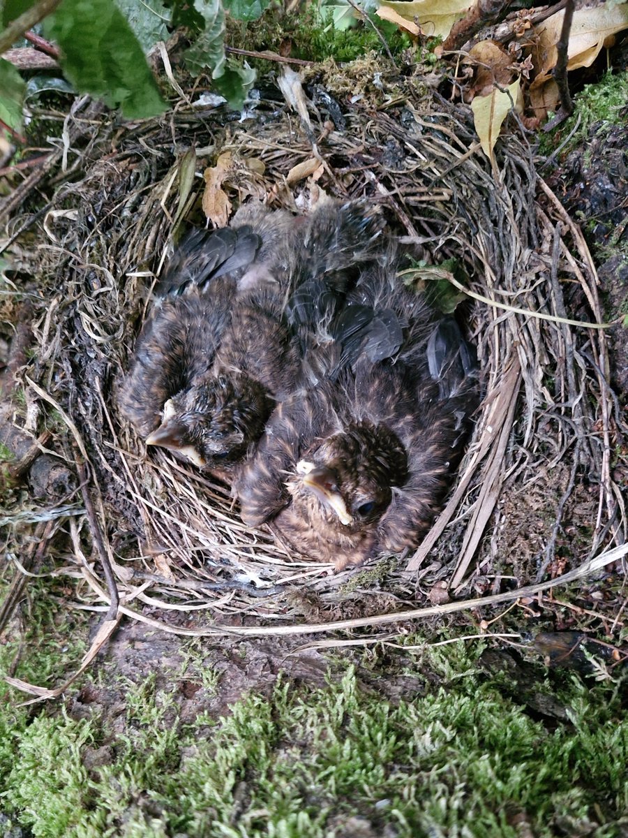 AdeysAlthorp's tweet image. The late brood of blackbird chicks have grown like weeds.
They will fledge next week, all being well. 🤞
Conservation@althorp.com