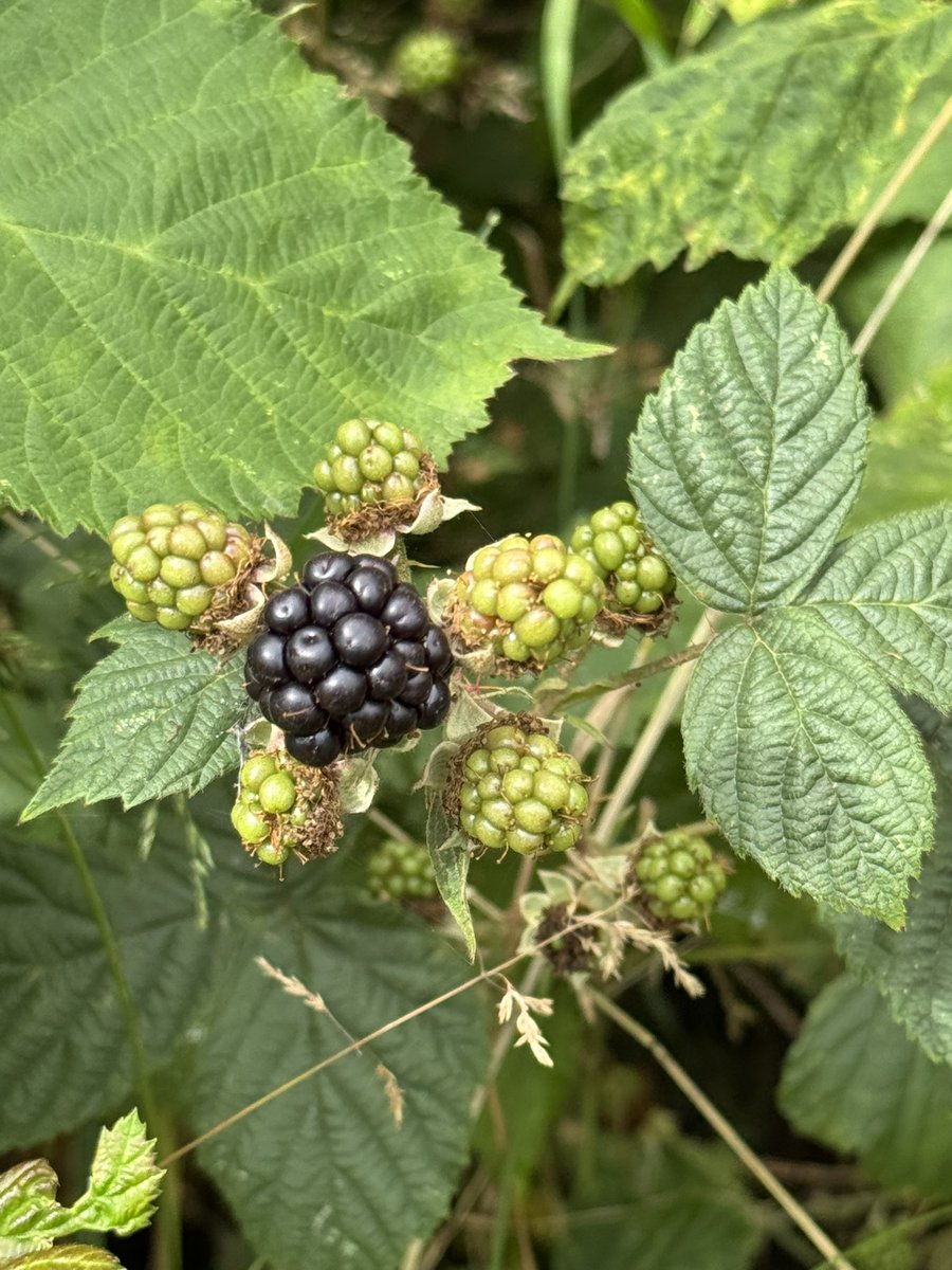 CllrMelClose's tweet image. #Foraging Free food across the City continues- Cherries 🍒 have now finished 👎 but Blackberries are in season 👍
Jam, crumble, vinegar etc etc here we come !! #freefood #forager #naturesbounty