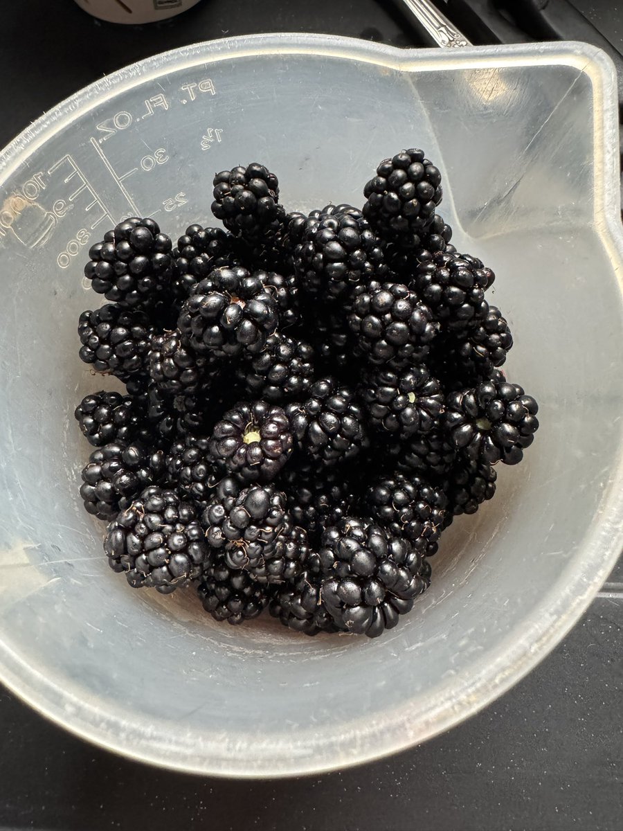 CllrMelClose's tweet image. #Foraging Free food across the City continues- Cherries 🍒 have now finished 👎 but Blackberries are in season 👍
Jam, crumble, vinegar etc etc here we come !! #freefood #forager #naturesbounty