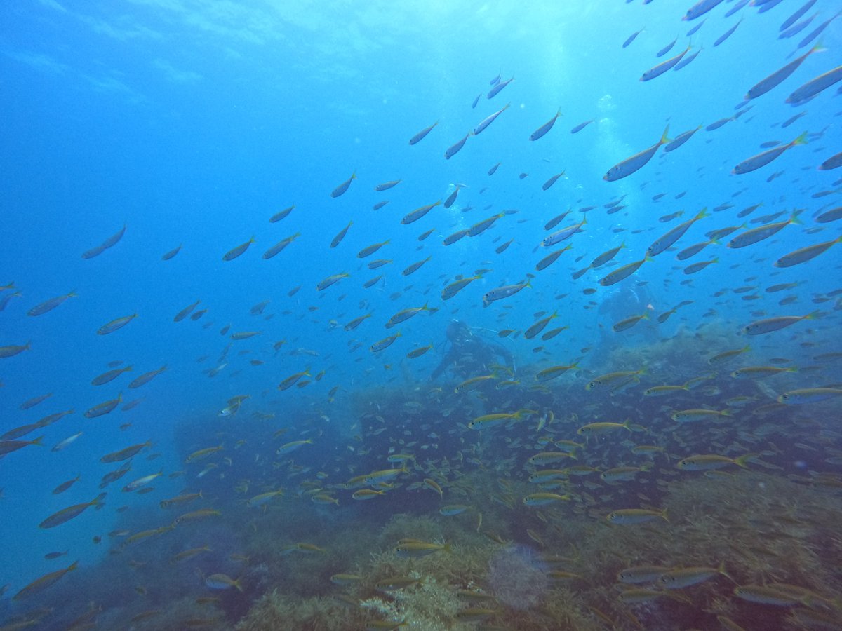 umizono's tweet image. 今日はファン3ボート!
①高瀬 水温24.6度(水深18m)透視度15m
②すりばち 水温25.0度(水深15m)透視度15~20m
③羽尾旧突堤沖側 水温25.6度(水深10m)透視度10~15m
凪、透視度もそこそこ良し・・・と超快適なダイビング日和が続いてます。あしたもこのコンディションは続きそうです。#岩美町