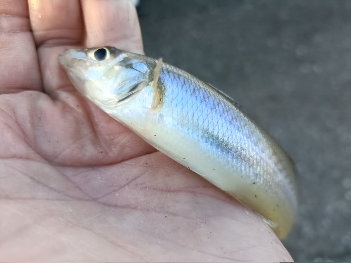 浦安キス釣り🎣😃👀‼️
７月20日(日)〜4:30~11:30
１投１匹で入れ食い〜
35匹でしたね🎣
＃キス　＃keestonefield