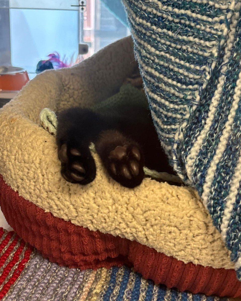 Battersea_'s tweet image. The Battersea cats are having a very #SleepySunday. 🐱💤 How are you and your pets spending the day? 💙