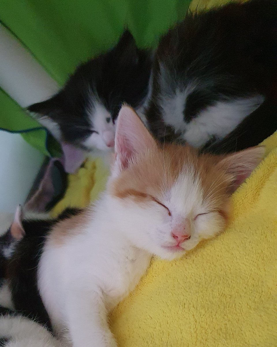 Battersea_'s tweet image. The Battersea cats are having a very #SleepySunday. 🐱💤 How are you and your pets spending the day? 💙