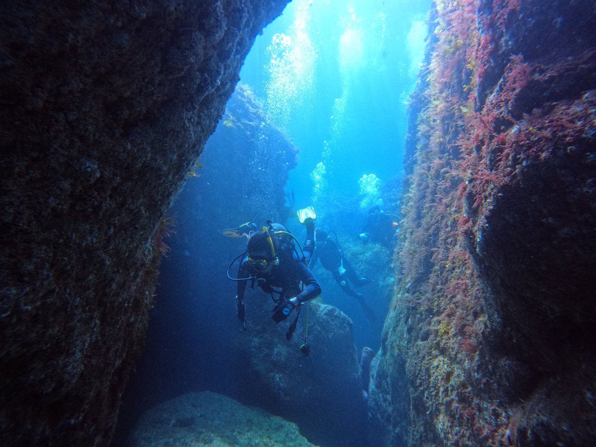 umizono's tweet image. 今日はファン3ボート!
①高瀬 水温24.6度(水深18m)透視度15m
②すりばち 水温25.0度(水深15m)透視度15~20m
③羽尾旧突堤沖側 水温25.6度(水深10m)透視度10~15m
凪、透視度もそこそこ良し・・・と超快適なダイビング日和が続いてます。あしたもこのコンディションは続きそうです。#岩美町
