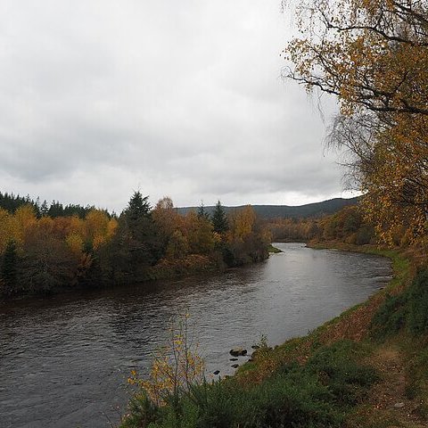 Salmon ‘on the brink’ in Scotland’s River Dee #RiverDee #salmon #conservation

naturalworldfund.com/salmon-on-the-…