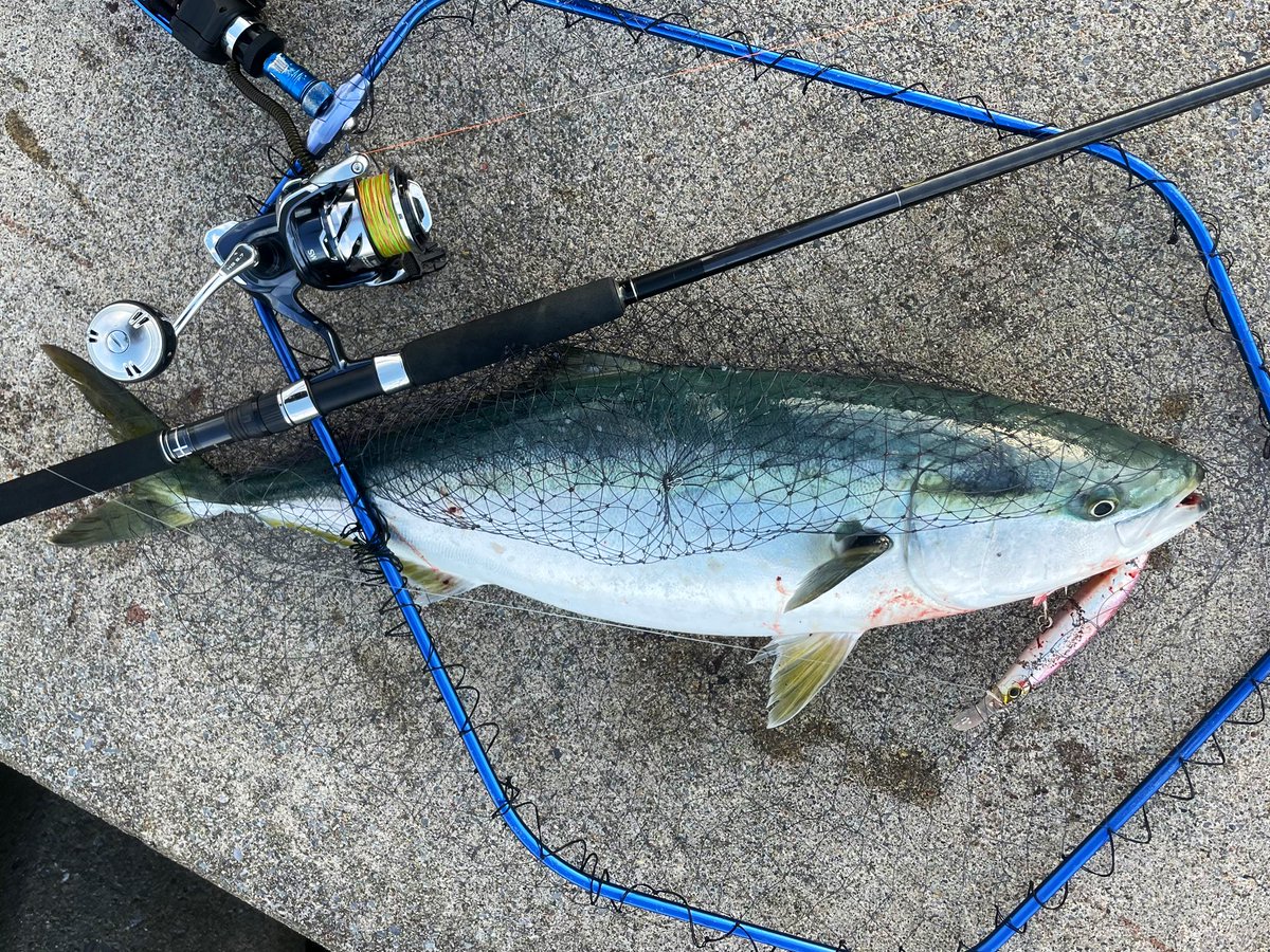 ｴﾝﾘｹ tweet media