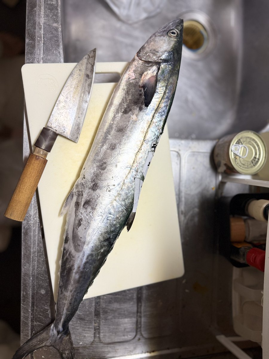 composer_dr's tweet image. クソ暑い日にクーラーの効いた部屋で食べる鍋。なんと贅沢なことか。

ウエカツ先生に教わった鰆の最適解。
「鰆のすすぎ鍋」
出汁が出て〆を楽しむ的な鍋ではないので生魚はそんなに量食べない🐟さんが1/4尾ほど食べてしまいました。

てゆーか鰆おろすのむじぃ。

余った分は当然最強漬けです。