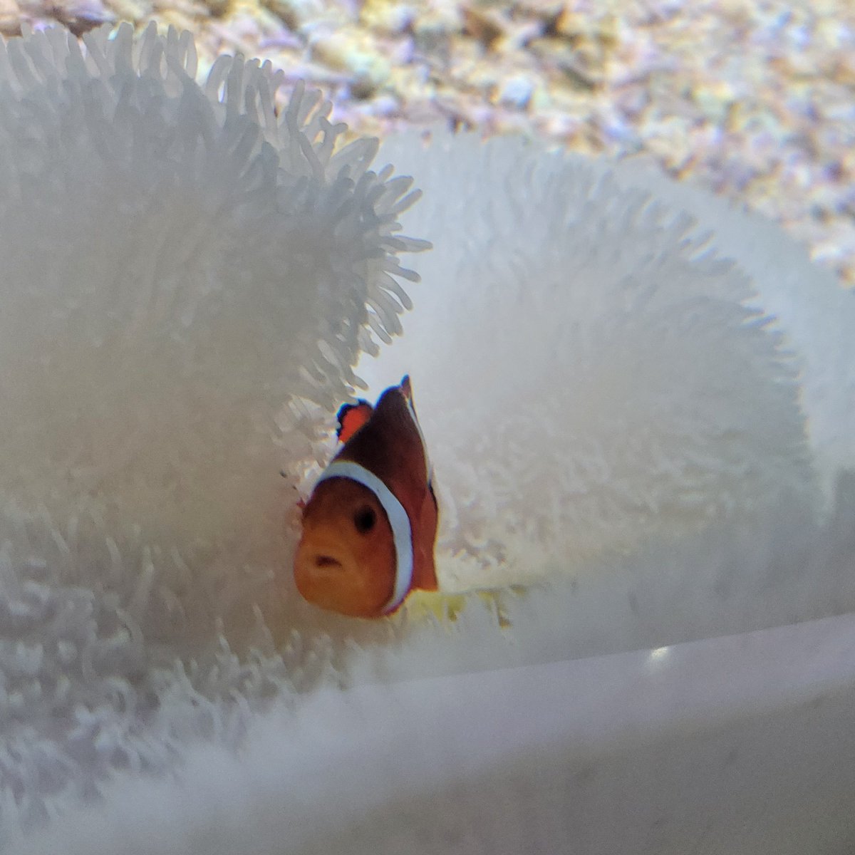 sakurei_2015's tweet image. 