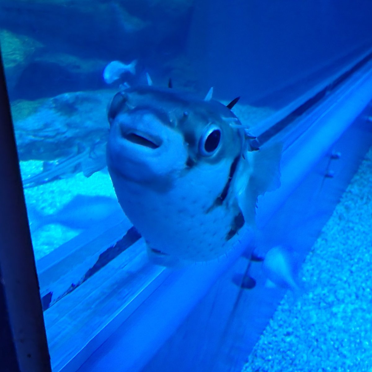 sakurei_2015's tweet image. 