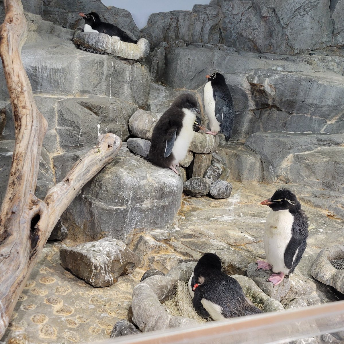 sakurei_2015's tweet image. 