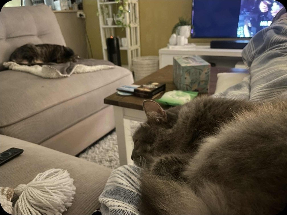 millyfromoz's tweet image. My housemate Hunter is sleeping on MY blankie ! Who does he think he is ? 
I&apos;m retaliating by sleeping on his mum. 
That&apos;ll learn him. 😹😻😹