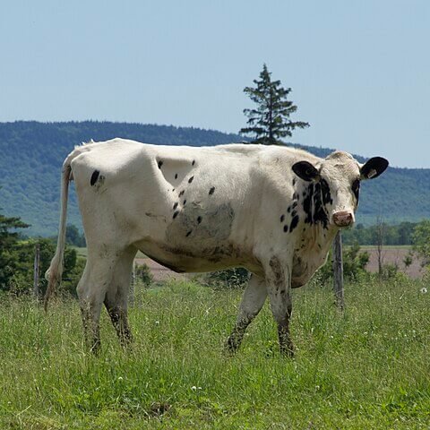 Extreme heatwaves to cause global decline in dairy production #dairyfarming #dairy #globalwarming #heatwave

naturalworldfund.com/extreme-heatwa…