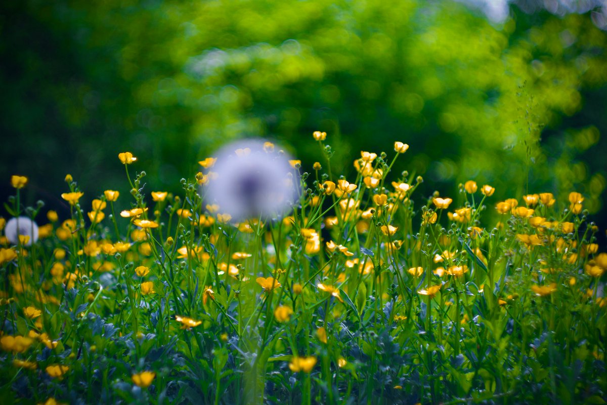 philipp_collins's tweet image. english summer 🌾🪻
#sundayvibes #photooftheday
happy sunday and weekend all 🫶