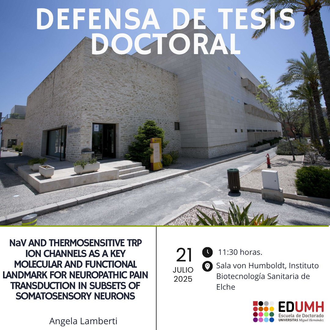 Escuela de Doctorado UMH (@doctorado_umh) on Twitter photo 📢 🎓 La doctoranda Ángela Lamberti defenderá públicamente su tesis: «Canales iónicos NaV y TRP termosensibles como referencia molecular y funcional clave en la transducción del dolor neuropático en subpoblaciones de neuronas somatosensoriales» <a href="/IDiBE_UMH/">Instituto I+D+i Biotecnología Sanitaria de Elche</a> 📢 🎓 La doctoranda Ángela Lamberti defenderá públicamente su tesis: «Canales iónicos NaV y TRP termosensibles como referencia molecular y funcional clave en la transducción del dolor neuropático en subpoblaciones de neuronas somatosensoriales» <a href="/IDiBE_UMH/">Instituto I+D+i Biotecnología Sanitaria de Elche</a>