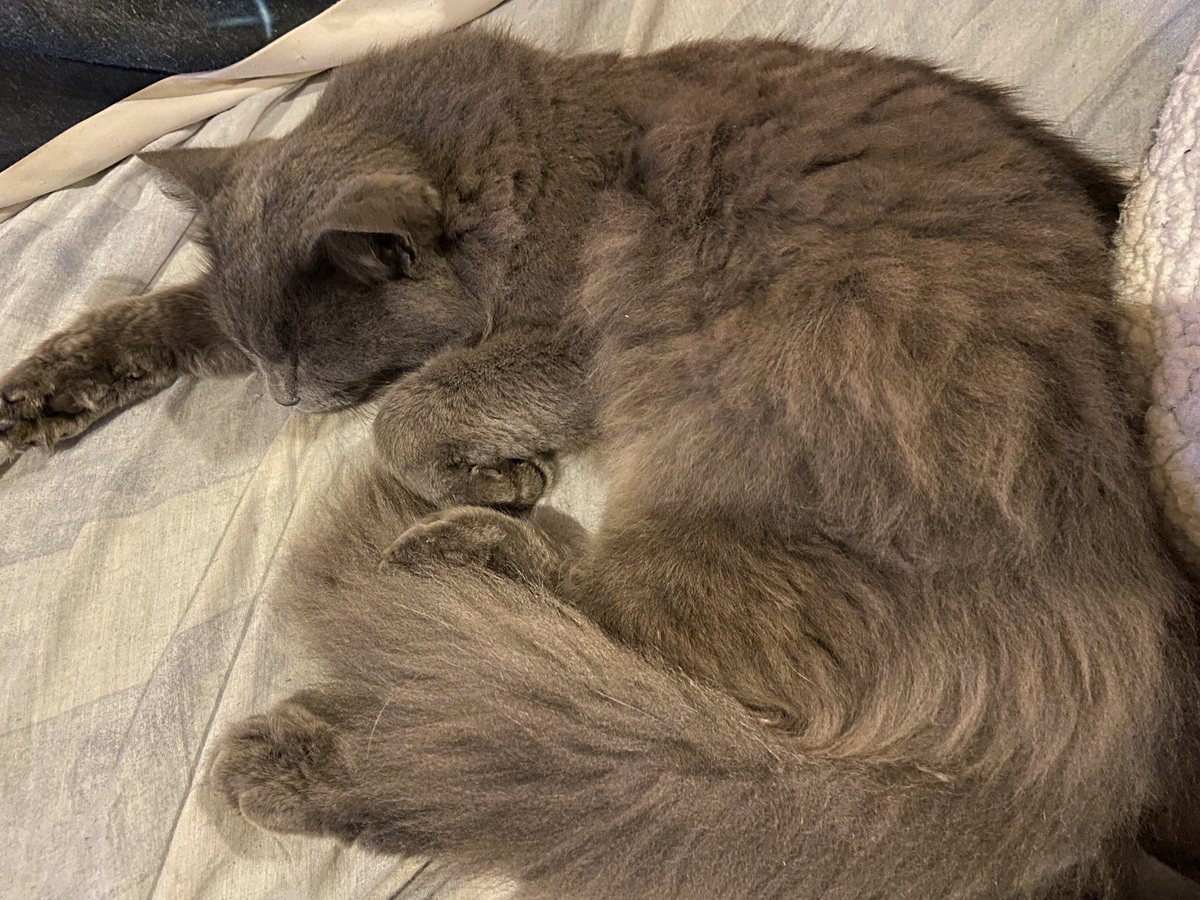 Earl Grey is not stressed about this cook at all. #MasterChefAU #Adbreakanimal