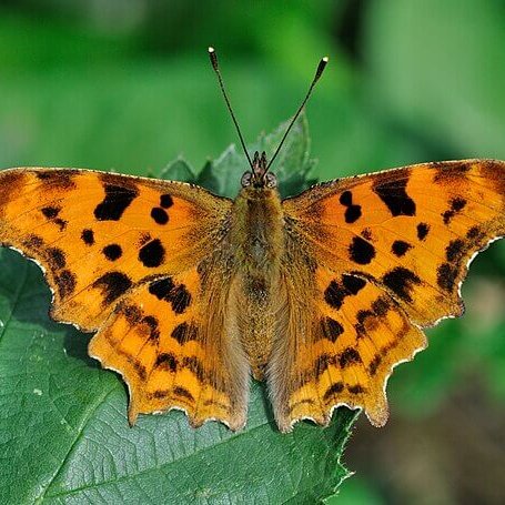 Butterfly populations ‘boosted by trees and hedgerows’ #butterflies #hedges #trees

naturalworldfund.com/butterfly-popu…