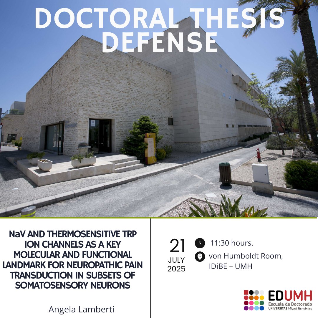 Escuela de Doctorado UMH (@doctorado_umh) on Twitter photo 📢 🇬🇧 Great news from the UMH Doctoral School! 🎓
PhD candidate Ángela Lamberti will publicly defend her thesis: ‘NaV and Thermosensitive TRP Ion Channels as a Key Molecular and Functional Landmark for Neuropathic Pain Transduction in Subsets of Somatosensory Neurons’ <a href="/IDiBE_UMH/">Instituto I+D+i Biotecnología Sanitaria de Elche</a> 📢 🇬🇧 Great news from the UMH Doctoral School! 🎓
PhD candidate Ángela Lamberti will publicly defend her thesis: ‘NaV and Thermosensitive TRP Ion Channels as a Key Molecular and Functional Landmark for Neuropathic Pain Transduction in Subsets of Somatosensory Neurons’ <a href="/IDiBE_UMH/">Instituto I+D+i Biotecnología Sanitaria de Elche</a>