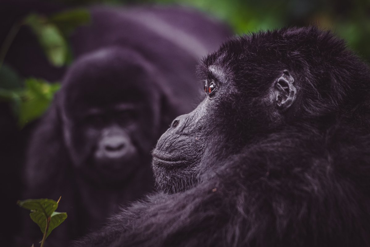 bownaankamal's tweet image. Gorillas build a new nest every evening to sleep in—either on the ground or in trees—using leaves and branches. Even infants sleep in their own nests once they are old enough, showcasing early independence in the wild.
Photo by @bownaankamal
.
.
🦍 Bwindi | Uganda
.
.…
