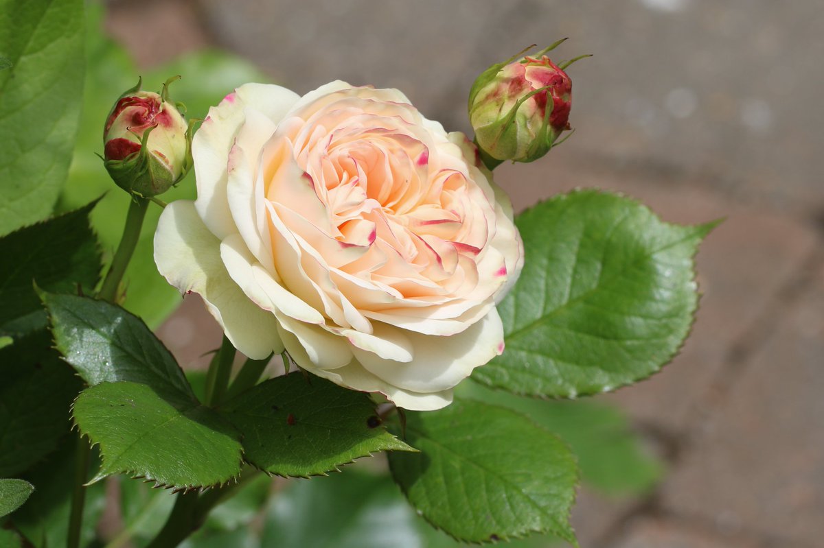 ChesGdnsTrust's tweet image. A big shout out for people who open their gardens for charity. There are four gardens open for National Garden Scheme in Cheshire today, including that of the Cheshire & Wirral County Organiser @JanetsNewHouse in High Legh, WA16 0RZ. Photos © Alison Moore @a1isonmoore