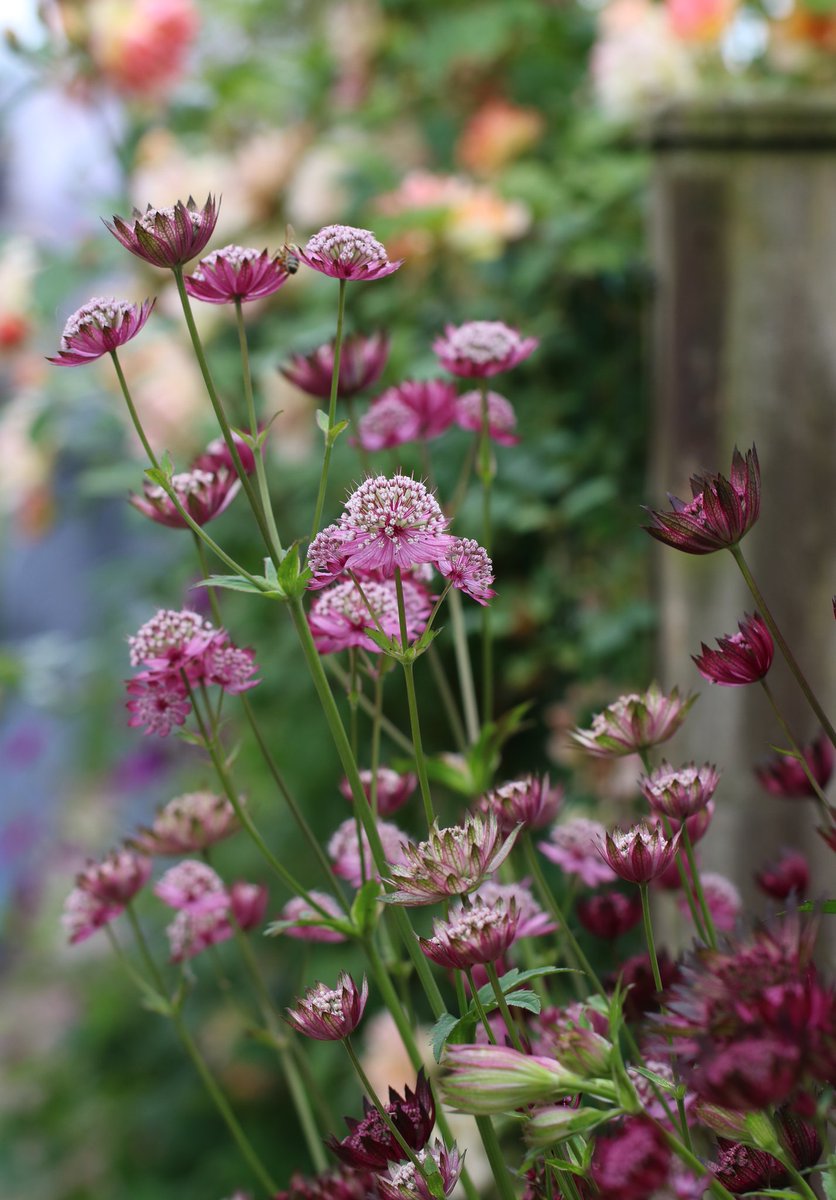 ChesGdnsTrust's tweet image. A big shout out for people who open their gardens for charity. There are four gardens open for National Garden Scheme in Cheshire today, including that of the Cheshire & Wirral County Organiser @JanetsNewHouse in High Legh, WA16 0RZ. Photos © Alison Moore @a1isonmoore