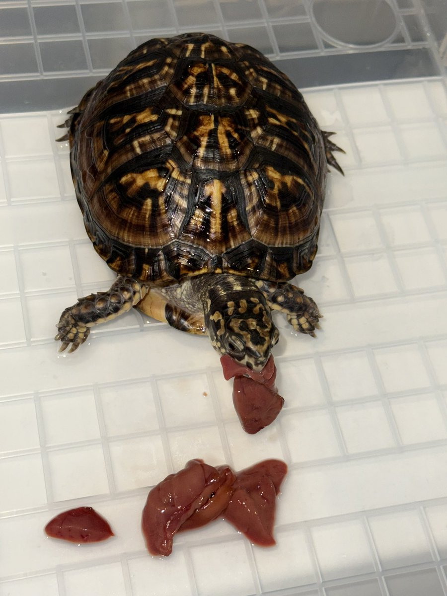 さわい鰹産
順調に大きくなってきた雌
#トウブハコガメ
