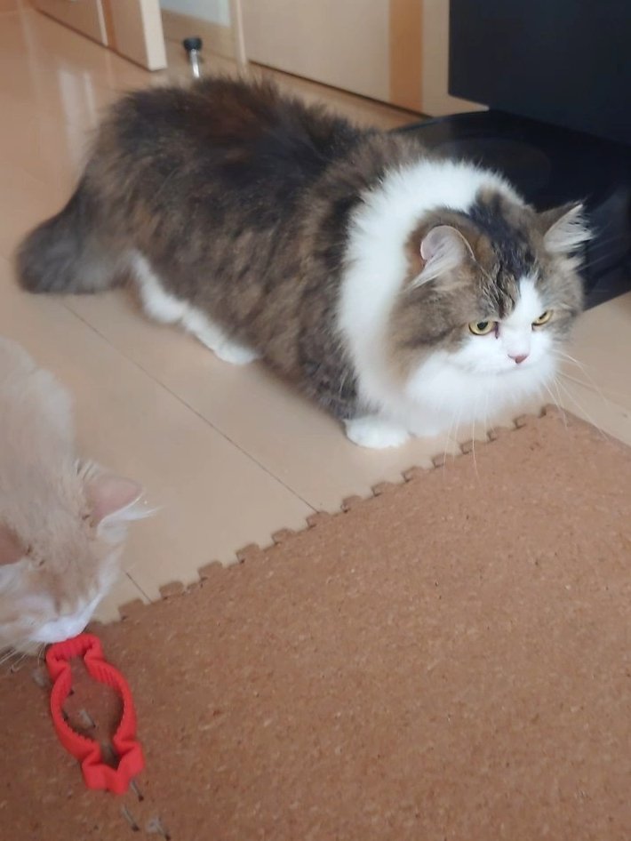 marotrain's tweet image. ひめたん、四角いよ...

#猫のいる暮らし𓏲𓎨   #ミヌエット #ラガマフィン